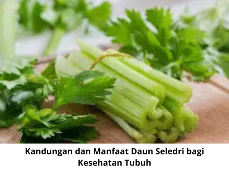Kandungan dan Manfaat Daun Seledri bagi Kesehatan Tubuh