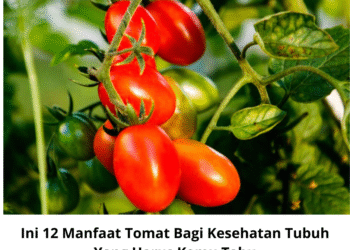 Ini 12 Manfaat Tomat Bagi Kesehatan Tubuh Yang Harus Kamu Tahu
