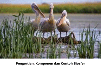 Pengertian, Komponen dan Contoh Biosfer