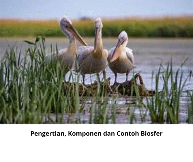 Pengertian, Komponen dan Contoh Biosfer