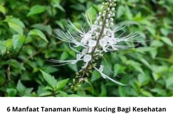 6 Manfaat Tanaman Kumis Kucing Bagi Kesehatan