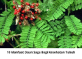 10 Manfaat Daun Saga Bagi Kesehatan Tubuh