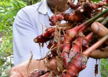 Manfaat Jahe Merah Salah Satunya Untuk Atasi Batuk Dan Nyeri