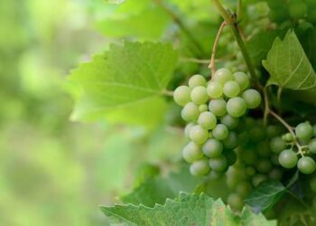 Ritual Malam Tahun Baru yang Tak Biasa, ini Makna Makan Anggur Hijau di Bawah Meja