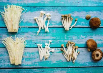 Macam-Macam Jamur yang Aman Dikonsumsi dan Menyehatkan