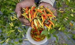 Tak Punya Lahan? Ini 7 Cara Menanam Cabai Tanpa Tanah Pakai Barang Bekas