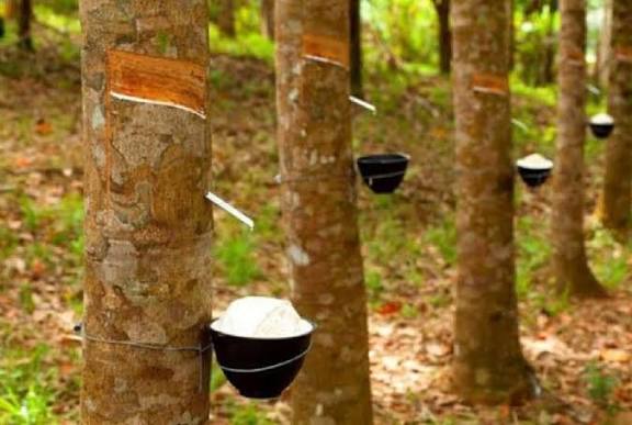 Ekspor Karet Sumut 2025 Turun, Gapkindo Catat 249.379 Ton